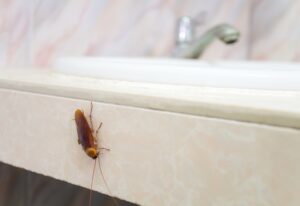 Cockroach extermination process in Sacramento, CA