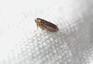 Getting rid of fleas in a home by Apex Pest Control in Sacramento, CA