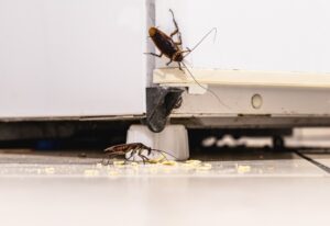 Cockroach in house indicating pest problem in Sacramento, CA