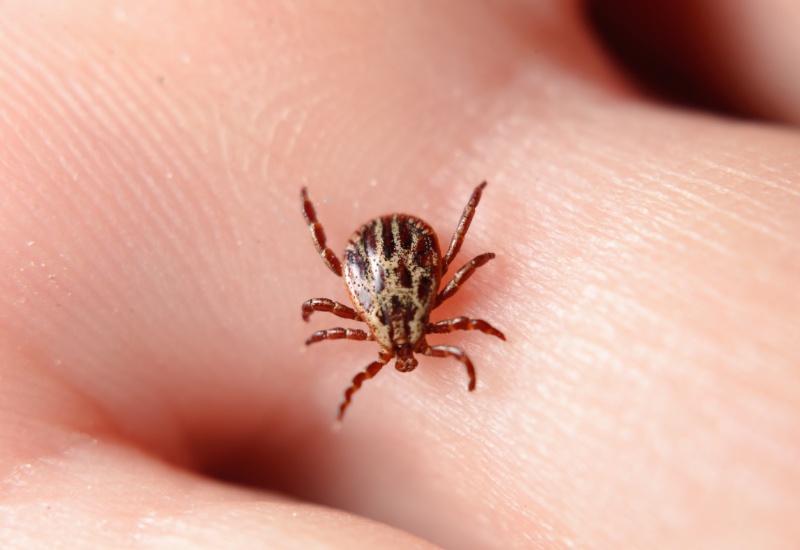 Tick Elimination being performed by Apex Pest Control in Sacramento, CA