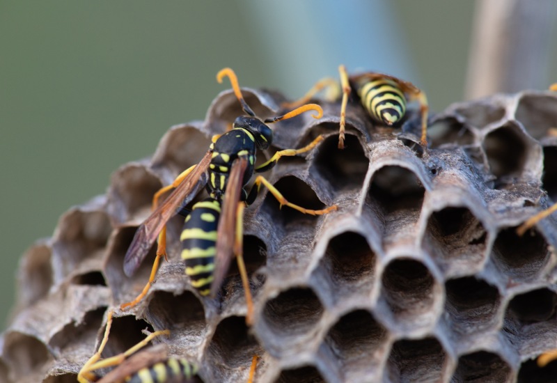 Wasp Nest Signaling a Wasp Infestation in Sacramento, CA